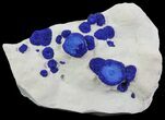 Brilliant Blue Azurite Sun Cluster - Australia #64286-1